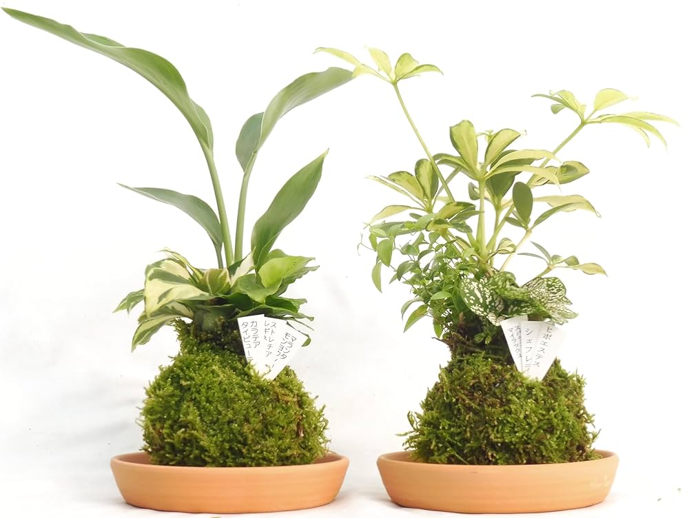 苔玉・苔 puyozou 苔玉・苔 puyozou moss shop 291 – moss shop291