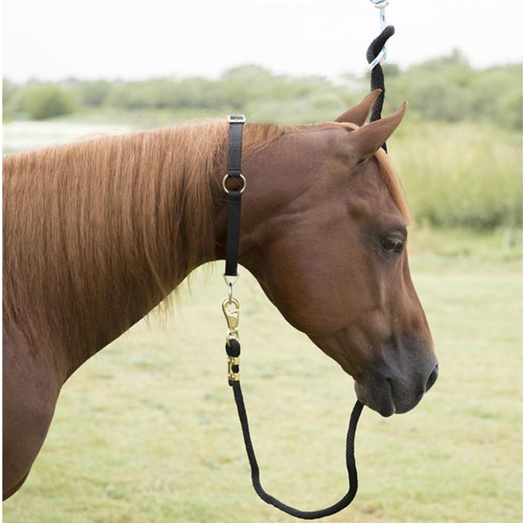 LBH MARKET 2 Mustang Pferdehalsbänder mit Gesichtsbürste, schwarzes Nylon