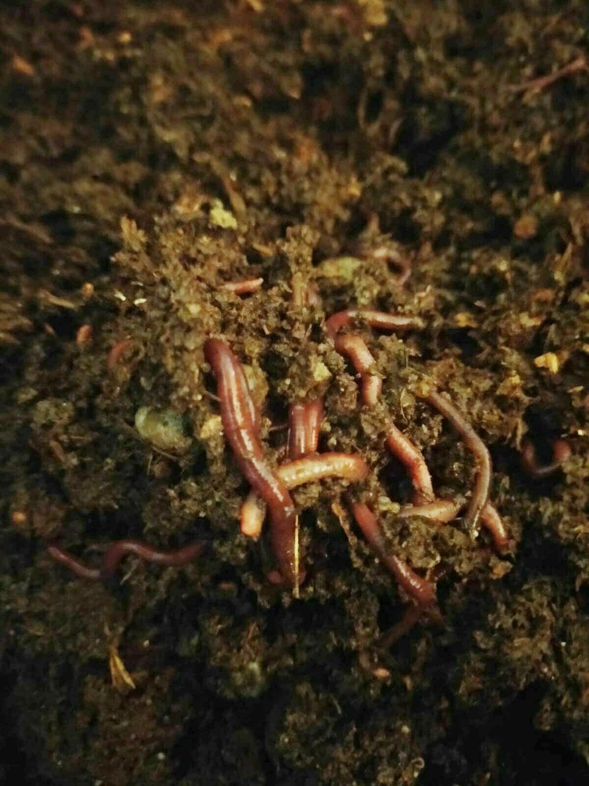 Lombrichi Rossi Vivi Californiani .Eisenia Fetida,-500 gr-per Compostaggio Domestico e Humus + OMAGGIO