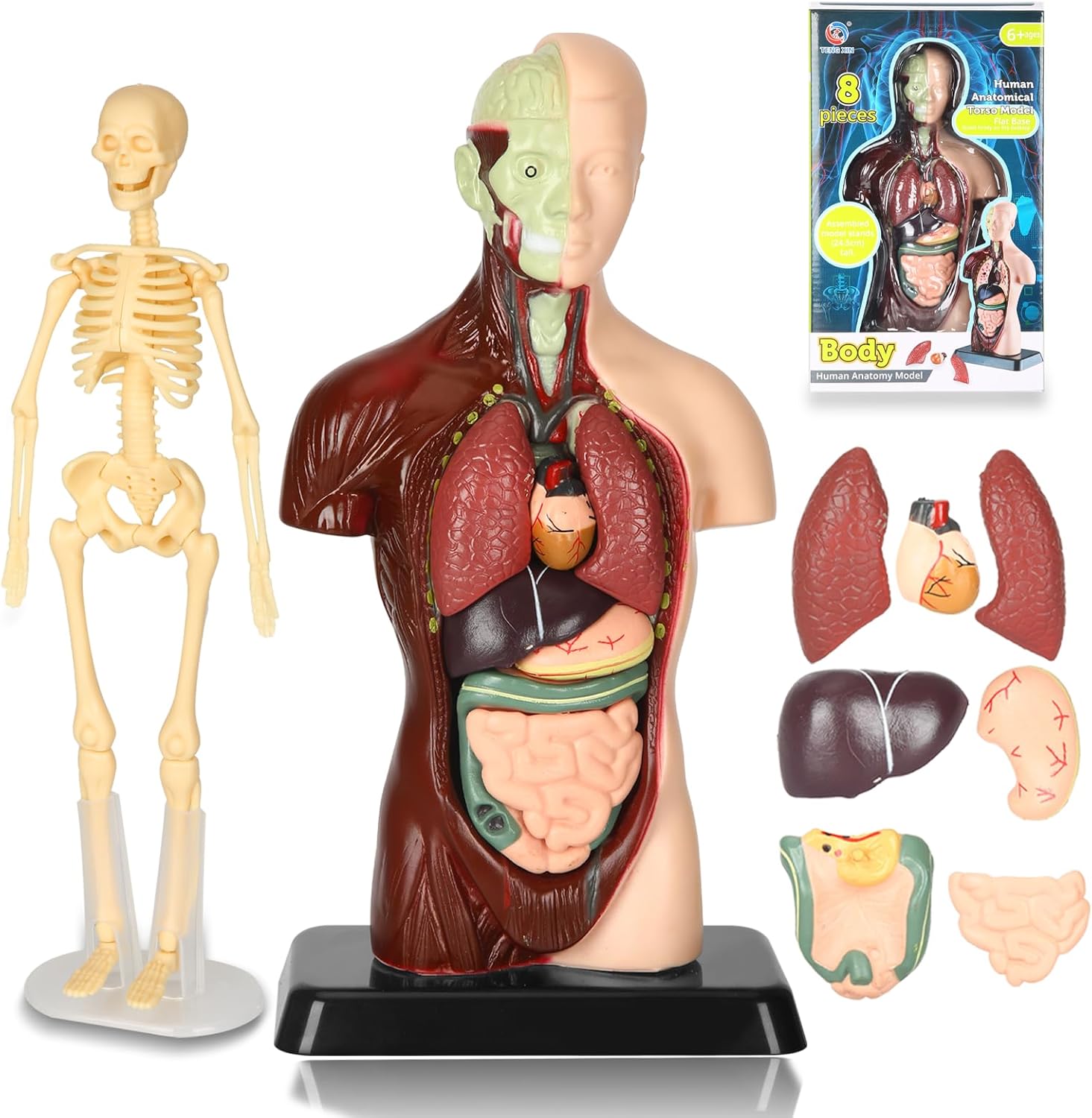 9.6inch Human Body Model for Kids, 8 Pcs Removable Parts Human Anatomical Torso Model with Skeleton Model. Educational Organ Model for Teaching Class Students STEM Toys for Kids Ages 6+
