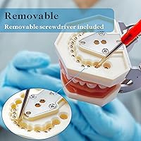 Vista 5 de Modelo de dientes Typodont con dientes extraíbles, modelo de dientes dentales adecuado para enseñanza, práctica y estudio, con un destornillador