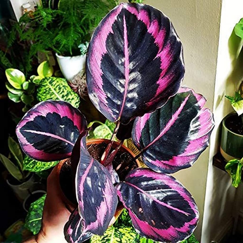 OhhSome Indoor Plant Décor Calathea Dottie | Natural Live Plastic Pot For Home Decor Plants (Healthy Plant)