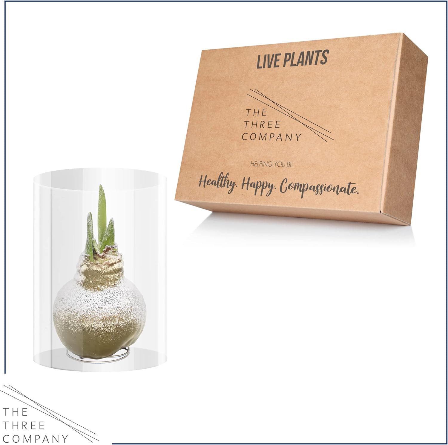 Snow Flecked Waxed Amaryllis Bulb – Gold Wax with Red Blooms – Live Holiday Gift Plant, Easy Care, No Watering Needed