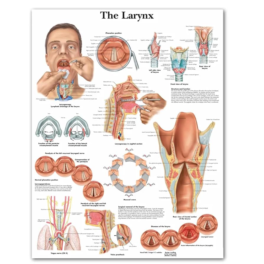 アンティーク解剖図 大判アート作品 人体解剖図・6C・心臓/フランスアンティーク雑貨・家具のSibora