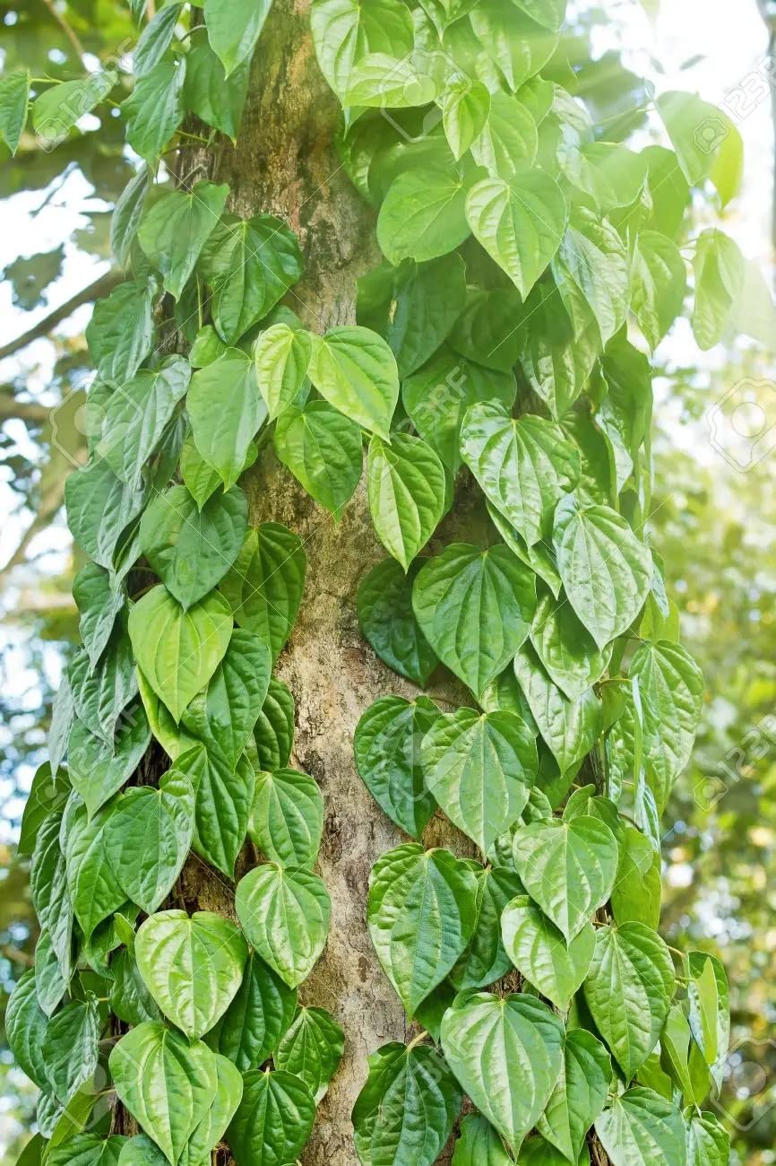 Cloud Farm Betel Leaf/Banarasi Maghai Paan Rare Healthy Live Plant, Medicinal Herb Pack of 1 CF_12