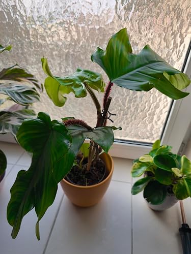 Philodendron White Wave - wei-gestreifter Baumfreund - 12cm Topf :  Amazon.de: Garten
