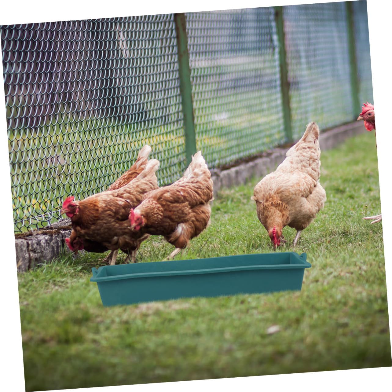 GALPADA 4pcs Parakeet Cage Feeder Bonsai Pot Planter Garden Vegetable Container Poultry Feeder Chick and Waterer Kit Livestock Feed Trough