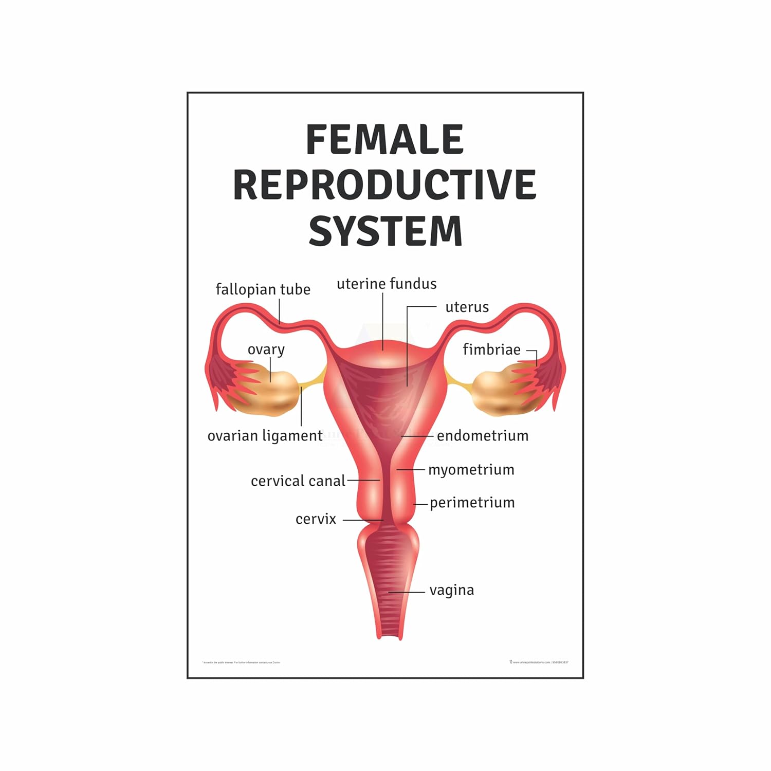 Anne Print Solutions® Female reproductive system chart Poster For ...