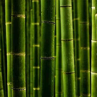 300+ Giant Timber Bamboo Seeds for Planting - Exotic and Fast Growing - Landscaping, Privacy, Indoor or Outdoor (Giant Bam...