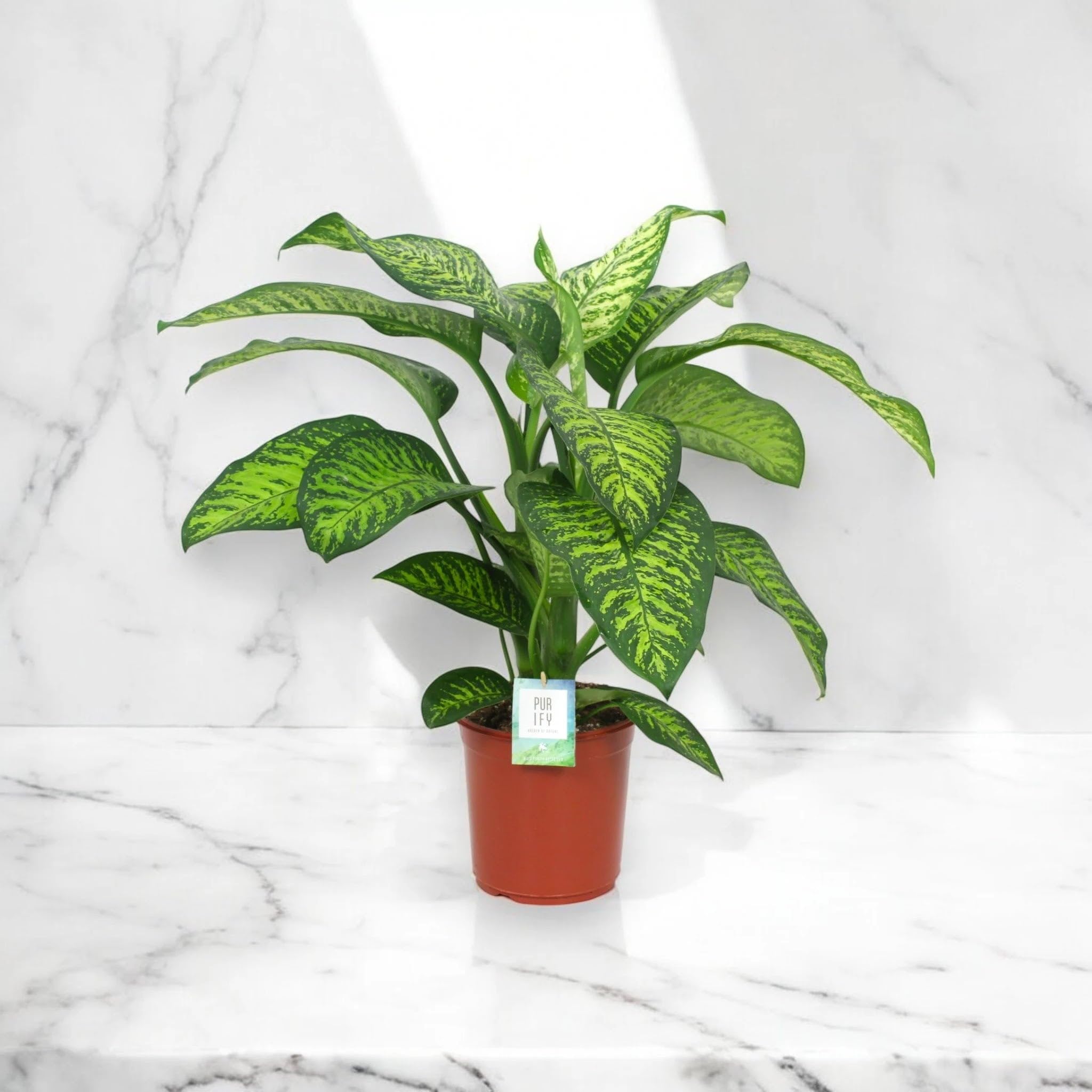 Dieffenbachia seguine 'Tropic jewel' Pianta da Interno Ornamentale, Colore Verde, 80-100 cm, Vaso 24