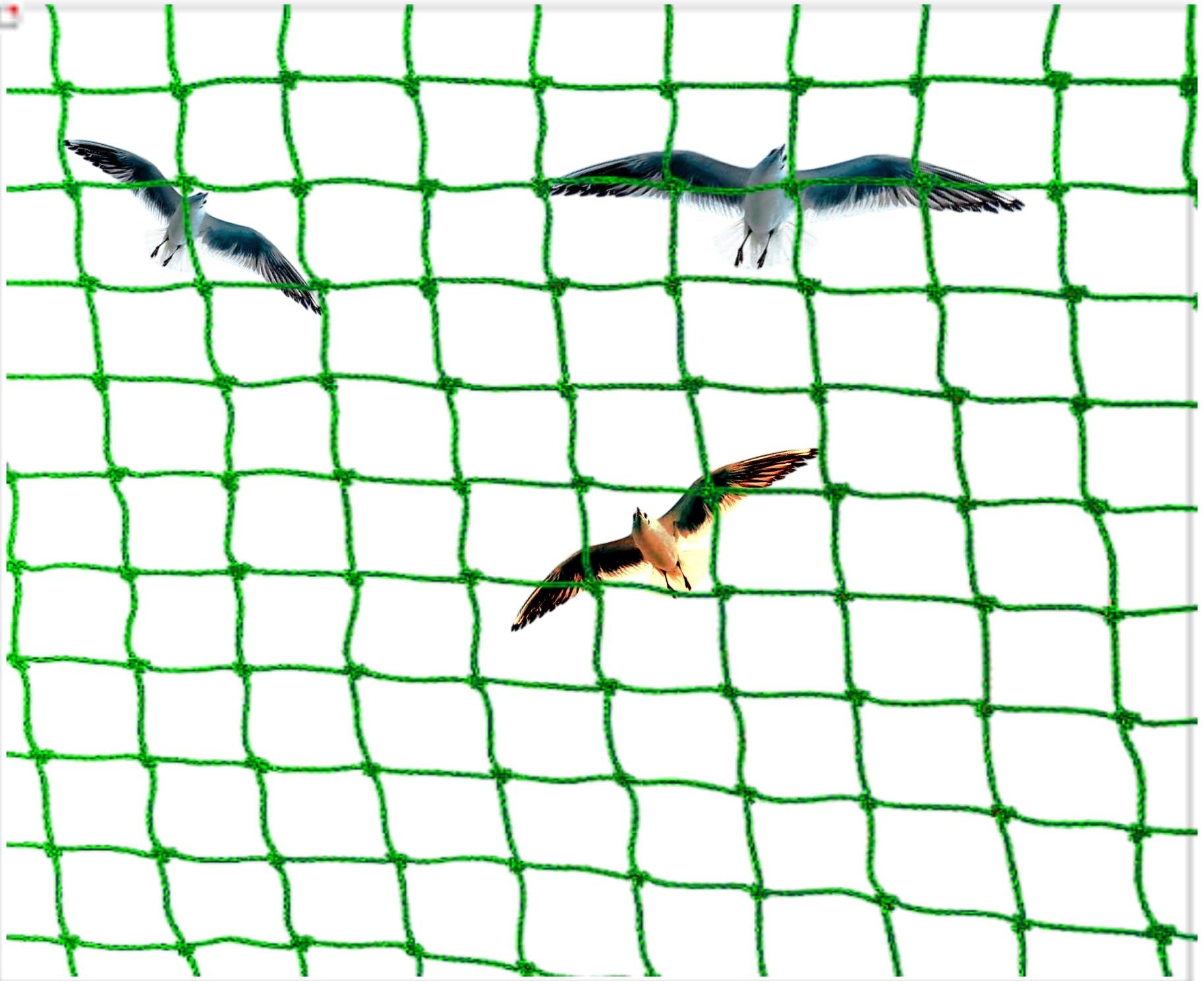 NMK NETS Anti Bird net Pigeon Control net 10 x 15 ft with Attached Rope, Cable Ties,Hooks,Nail Clips (Green)-image-29