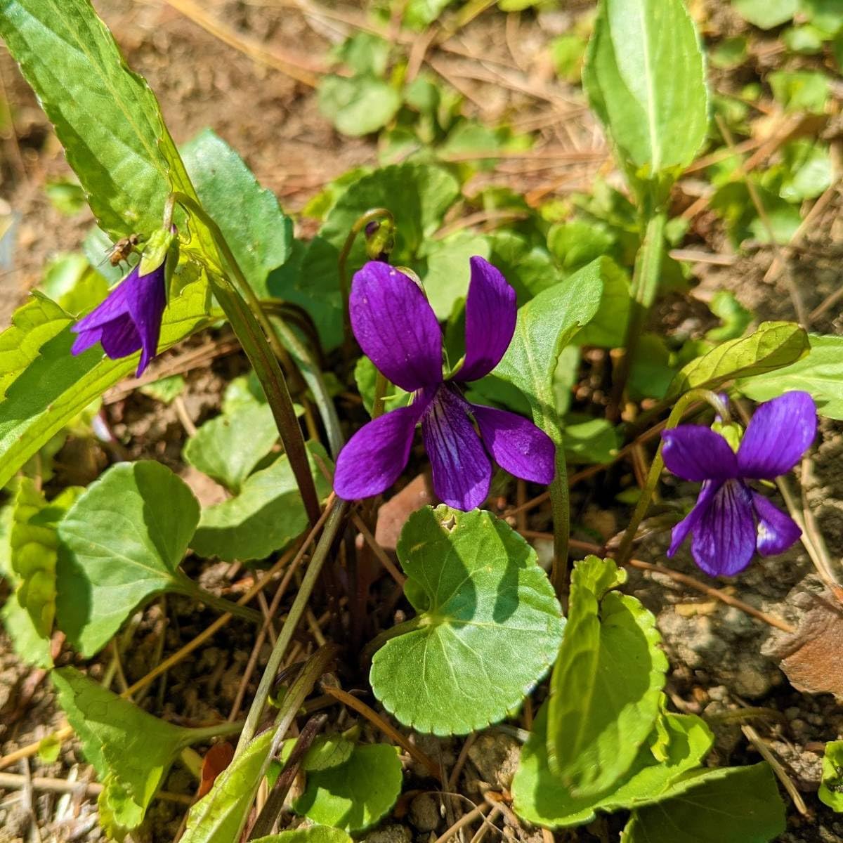 Amazon.co.jp: 山野草スミレの根付き苗 5株 抜き苗 紫か薄紫色の花