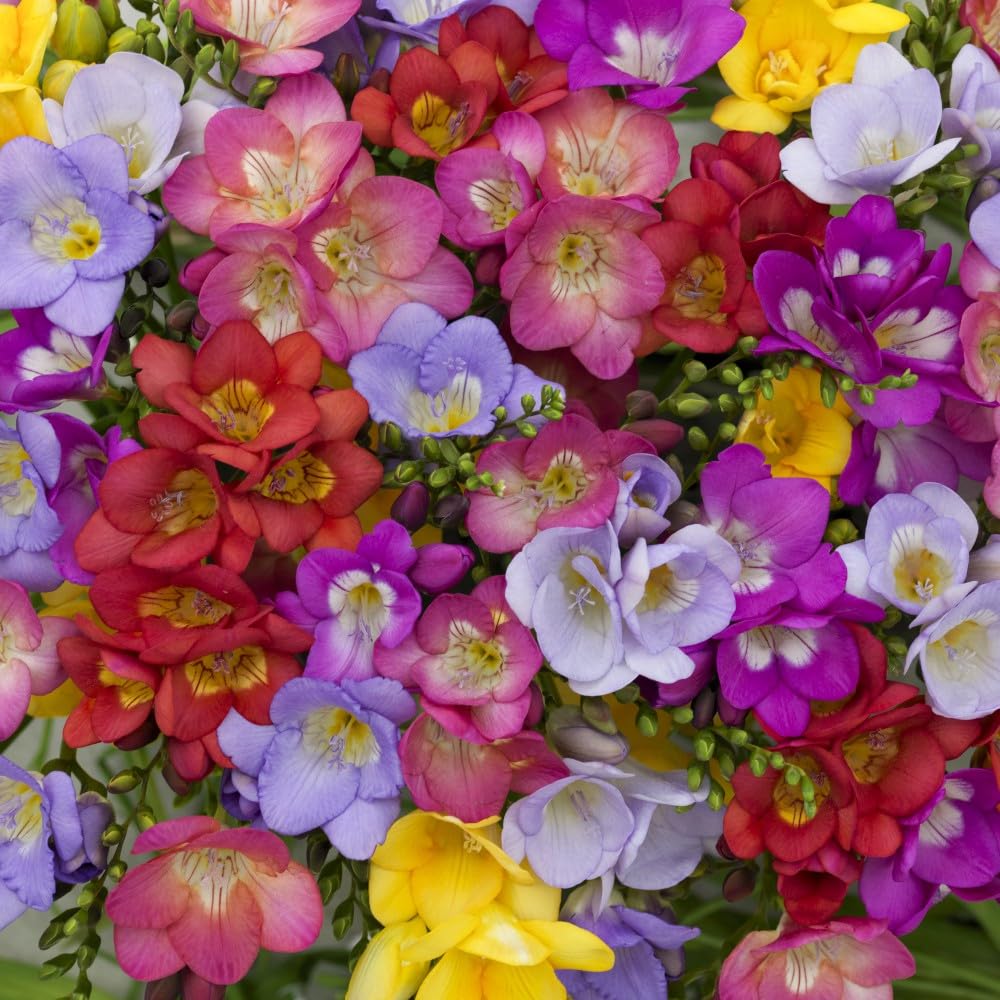 Freesia Royal Crown Mix - Fragrant Flower for Garden Borders and Cut Flower Arrangements - 1x Seed Packet by Thompson & Morgan