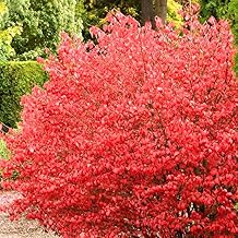 Set of 10 Dwarf Burning Bush Bare Root Plants, Hardy Shrub 6-12" Tall, Colorful Burning Bush for Garden Landscaping