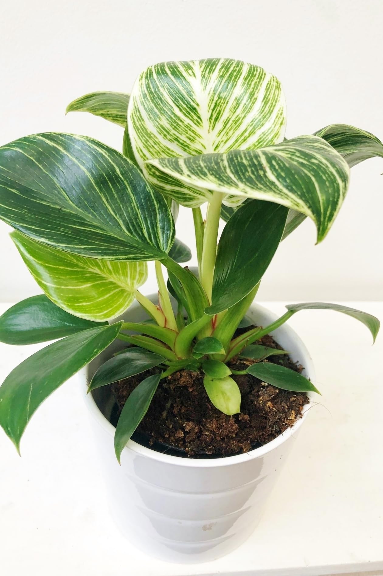 black cherry princess philodendron Philodendron Pink Princess Black Cherry