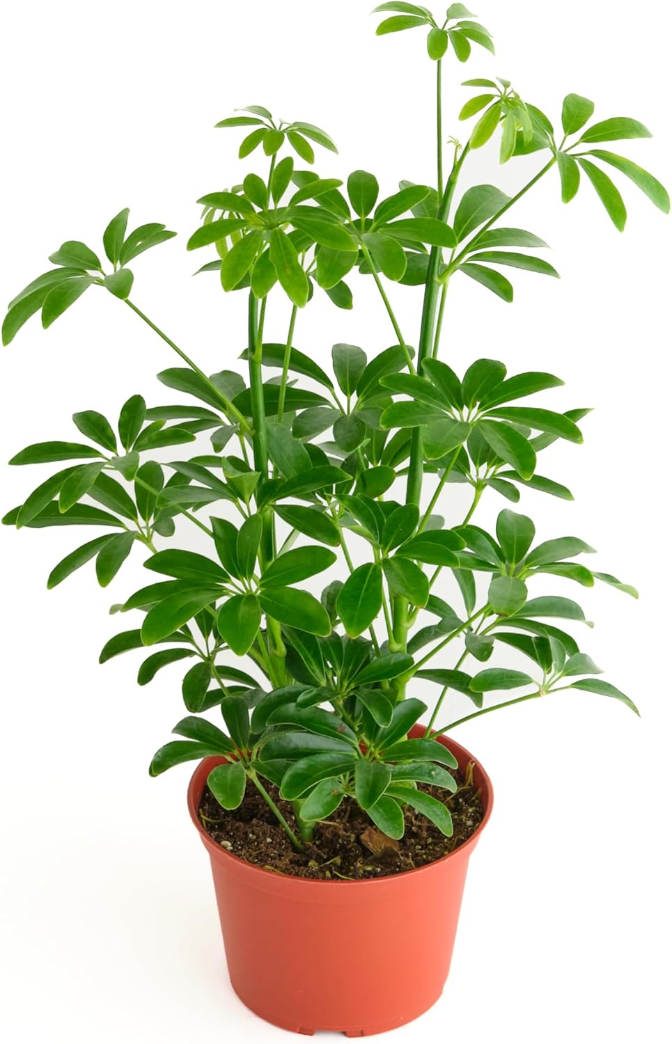 Shop Succulents Heptapleurum Arboricola, Live Indoor Plant, Low Maintenance Dwarf Umbrella Tree, Ideal for Home Decor, Office, and Room Enhancement, 6 Inch Nursery Pot