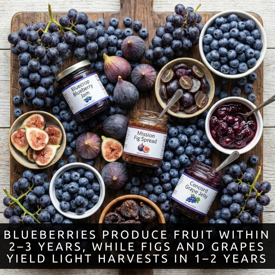 Blue Fruits Bundle - One Live Plant of Each - Bluecrop Blueberry, Mission Fig, Concord Grape - Ship Bare Root (3 Live Fruit Bush Plants) - Easy Grow Edible Fruit Trees and Vines Starter Kit