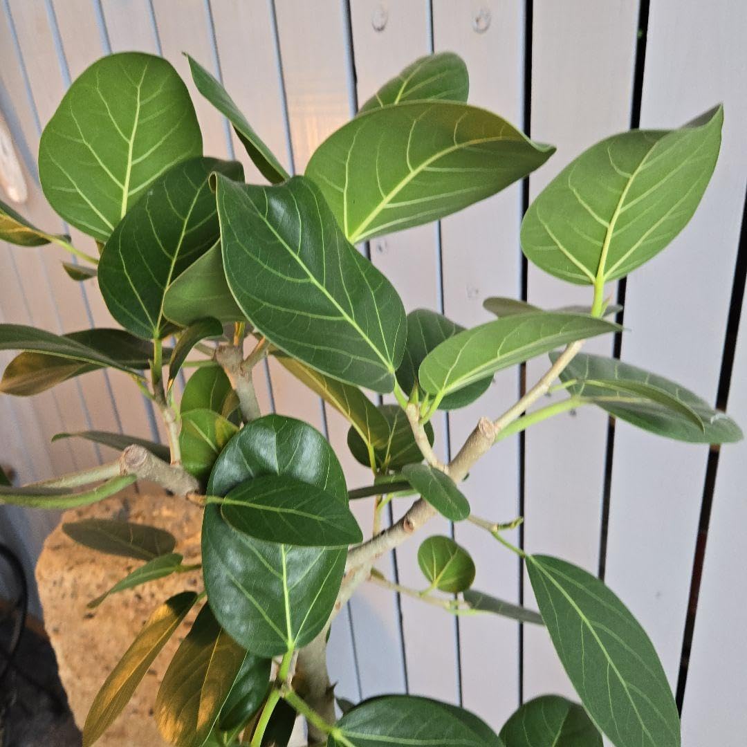 フィカス ベンガレンシ 8号 特大苗木最高等級極上品極太 フィカス