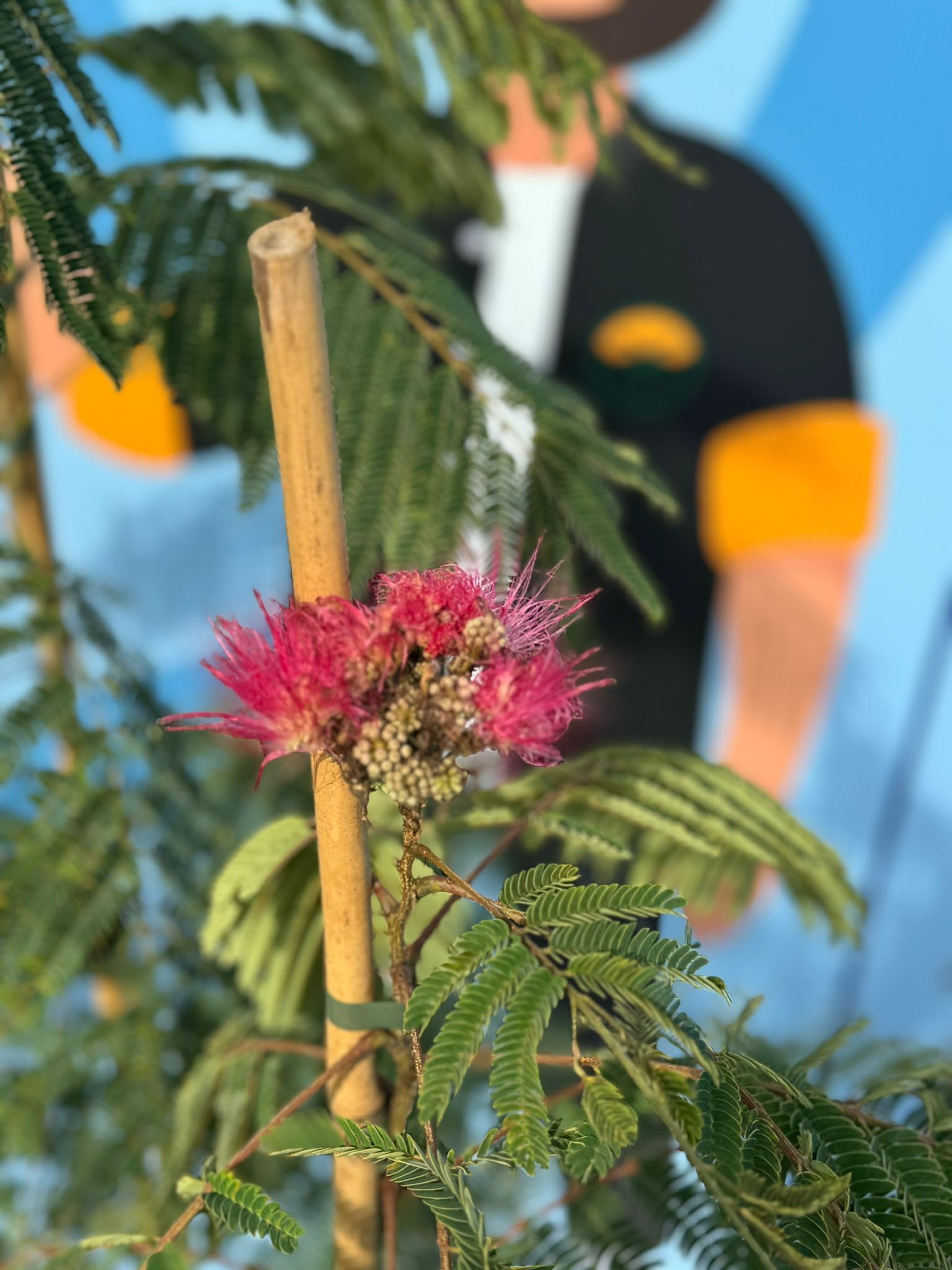 Sunny Tree - Arbre à soie - Albizia Julibrissin « Ombrella » - Arbre rustique - Fleurs roses - 160 cm - Acacia à soie