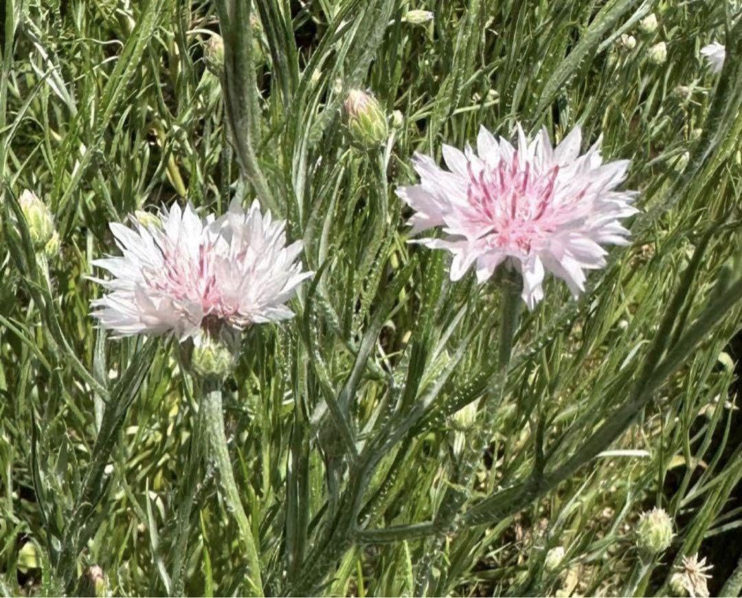 Amazon.co.jp: 矢車草 花の種ミックス100粒 種子 無農薬 矢車菊 自家
