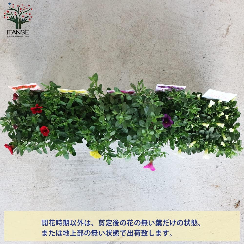 Amazon Co Jp カリブラコア リトルシャンデリア 3 5号ポット苗 色ミックス見計らい6個セット 品種で選べる花苗 学名 Calibrachoa Little Chandelier ナス科カリブラコア属 半耐寒性多年草 原産地 南アメリカ等の温帯地帯 カリブラコア リトルシャンデリアは