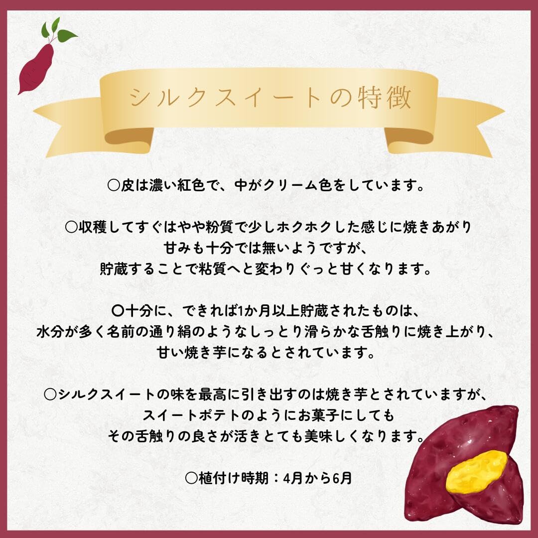 Amazon.co.jp: ※最終受付 令和8年7月8日まで※サツマイモ苗 シルク