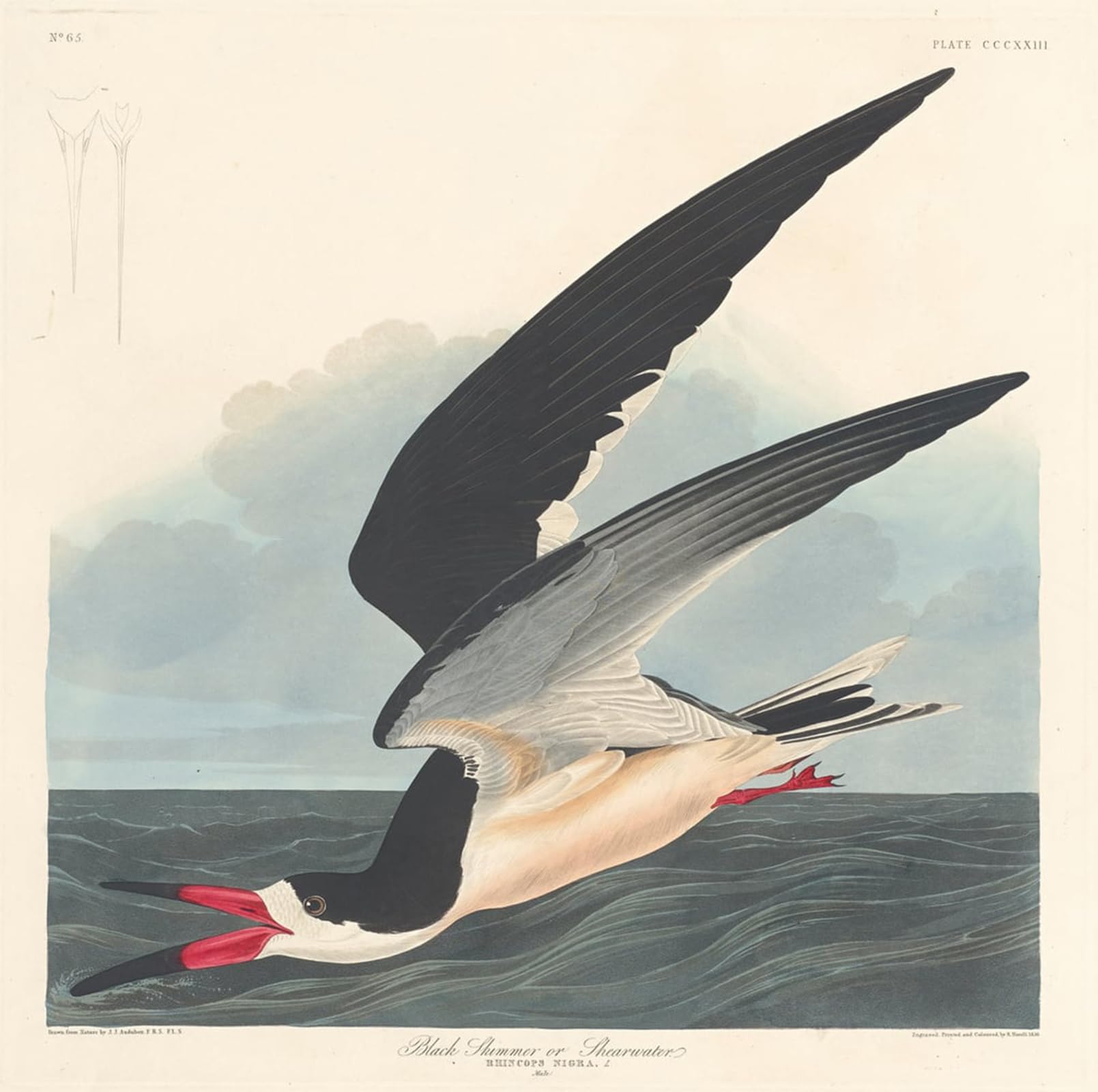ARTXLXXBN Famous Prints Artwork Pictures Poster Painting Art Black Skimmer by John Jamess Audubon Artwork Landscape Pictures for Home Decor 60x90cm