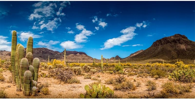 Fundo para Aquário e Terrário Deserto com Céu Azul e Cactos AWERT 121,92 x 60,96 cm