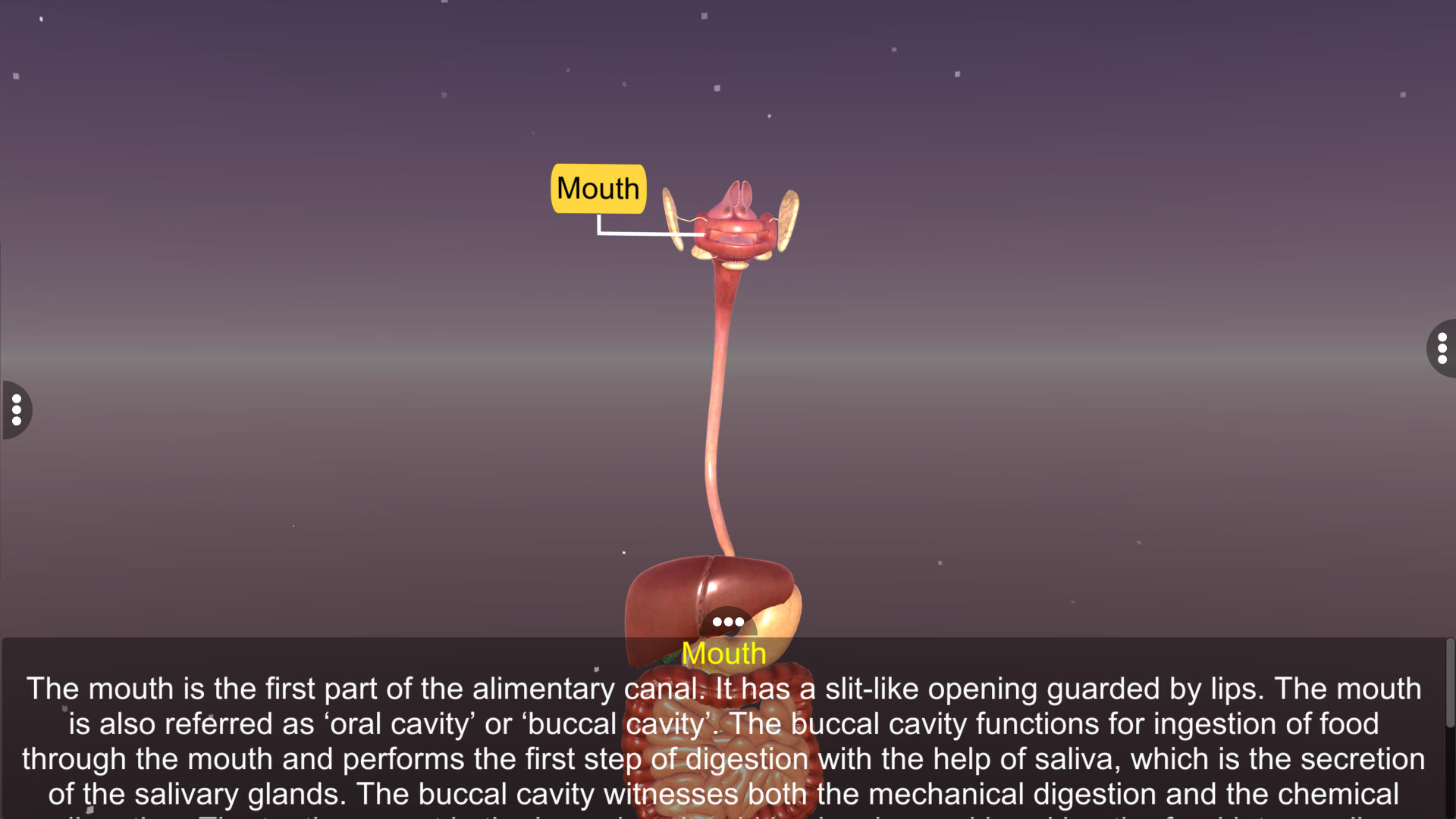 Human Digestive System - App on Amazon Appstore