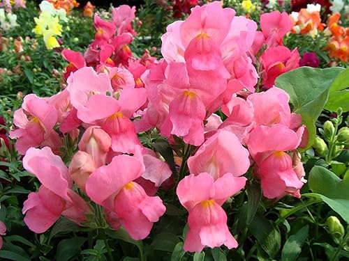 Semillas Snapdragon Mix Low Dwarf Annual Outdoor Garden Flower for Planting Heirloom Non GMO
