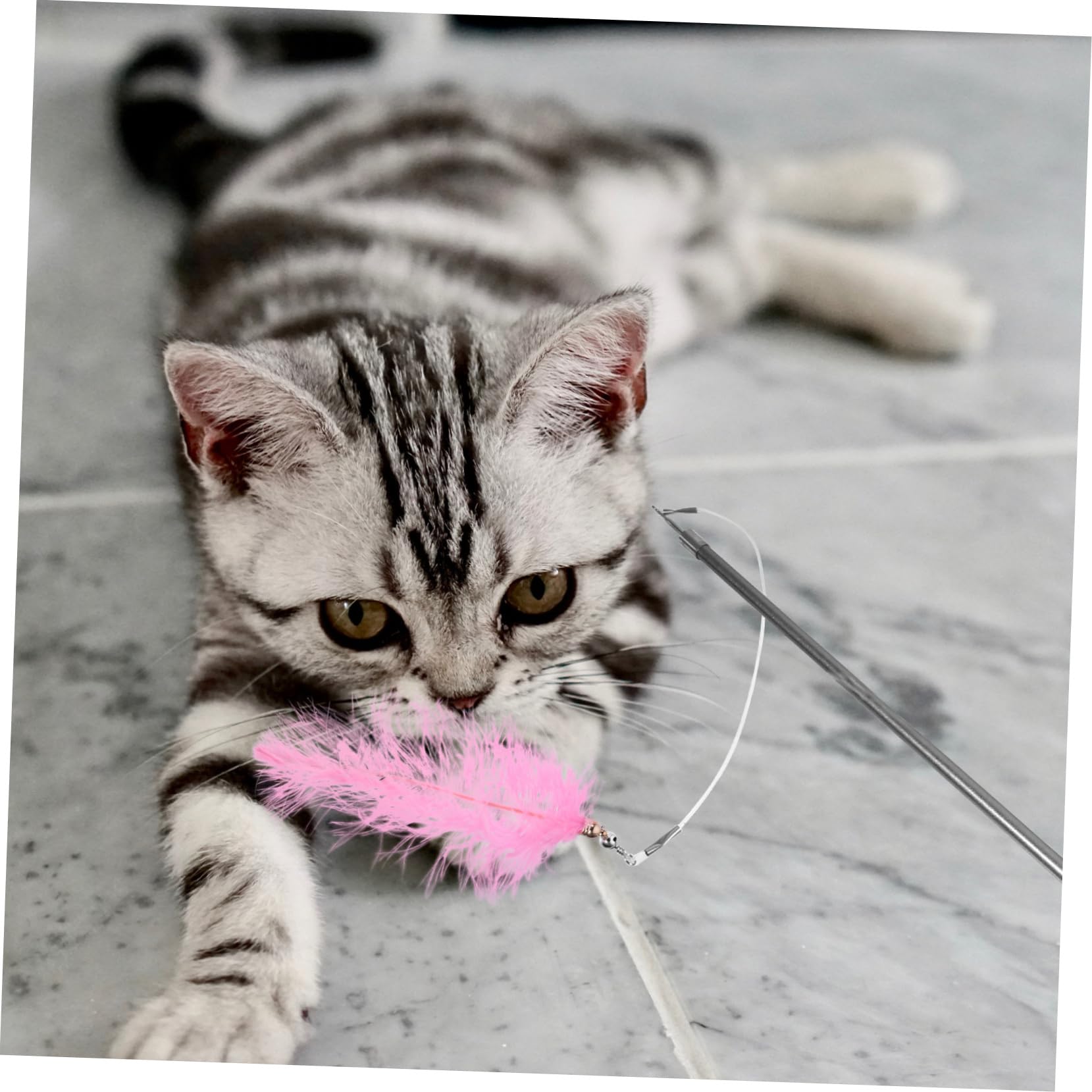 BESPORTBLE 3pièces Canne à Interactive pour Chat avec Jouets De Remplacement Ensemble De Jouets pour Chat Et