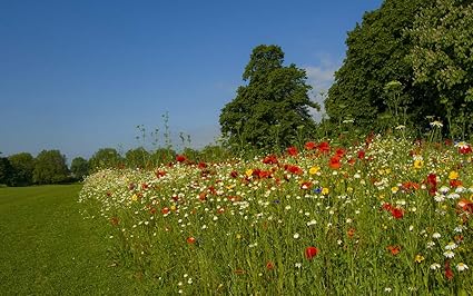 Yellow Alley Nature Wall Sticker Poster|Flowers Valley Poster|Wall Decor|Decorative Wall Poster for Entrance, Kitchen, Corridor|Poster for Interior Decoration|Self Adhesive Wall Poster