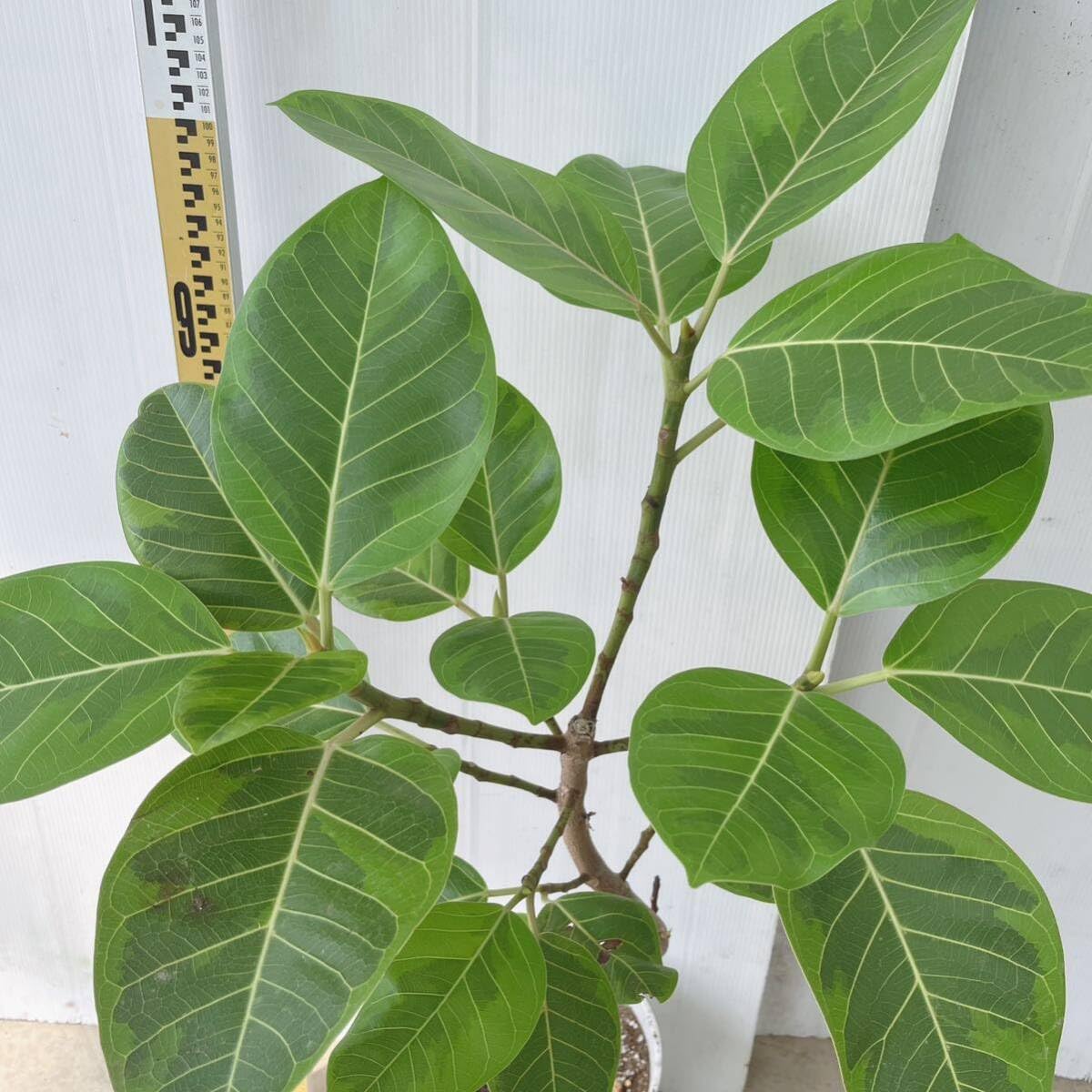 Amazon｜フィカス アルテシマ曲がり7号 インテリアグリーン室内観葉