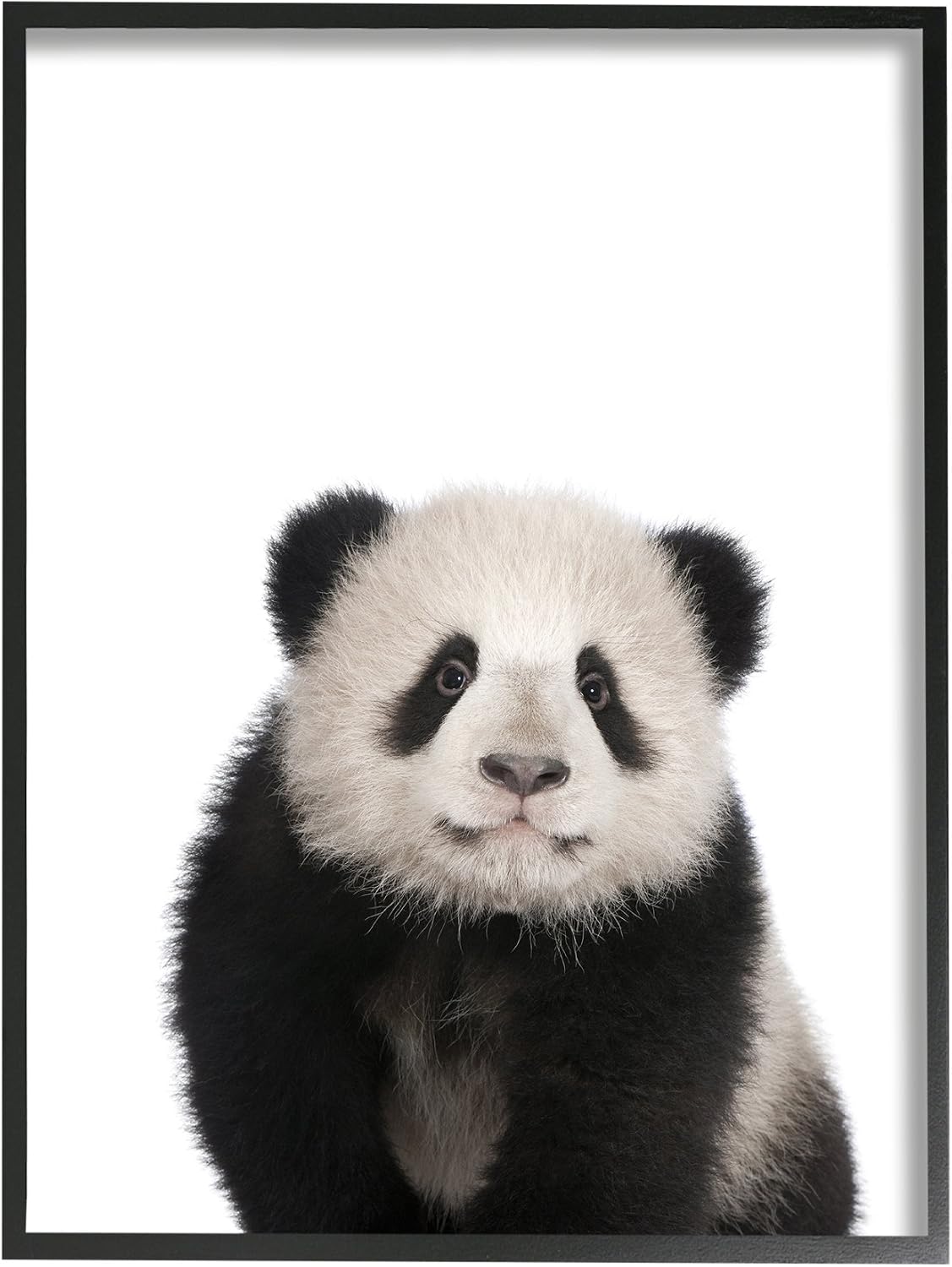 Stupell Home Décor Baby Animal Studio Photo Panda Oversized Framed Giclee Texturized Art, 16 x 1.5 x 20, Proudly Made in USA