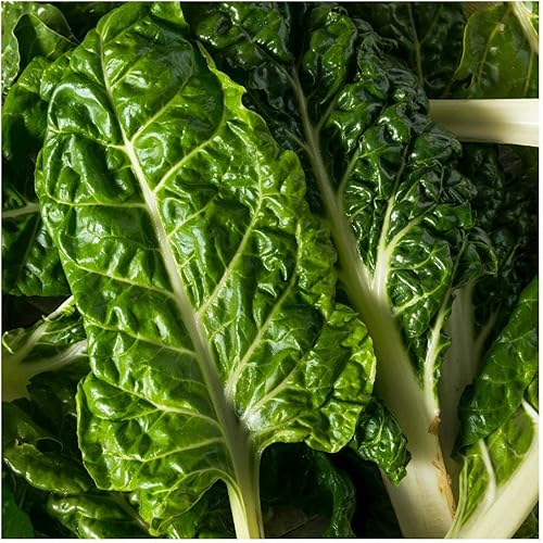 Everwilde Farms - Semillas de acelgas suizas Fordhook de 14 libras - Gold Vault