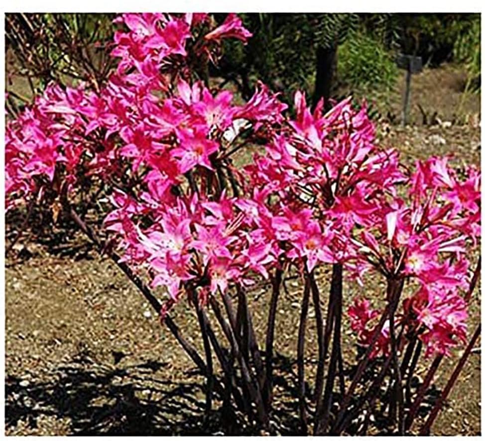 Rose Hot Pink Amaryllis Belladonna | 3 Medium Bulbs | Rare Color Amaryllis | Ideal for Indoor & Outdoor Planting | Vibrant Amaryllis Flower