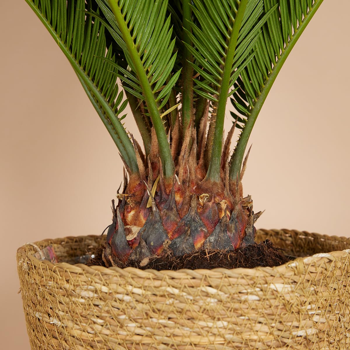 Bloomique - 2er Set - Cycas Revoluta - Palmfarn - Sagopalme - Palme - Sehr Pflegeleicht - Höhe 60-70 cm - Topf 17 cm