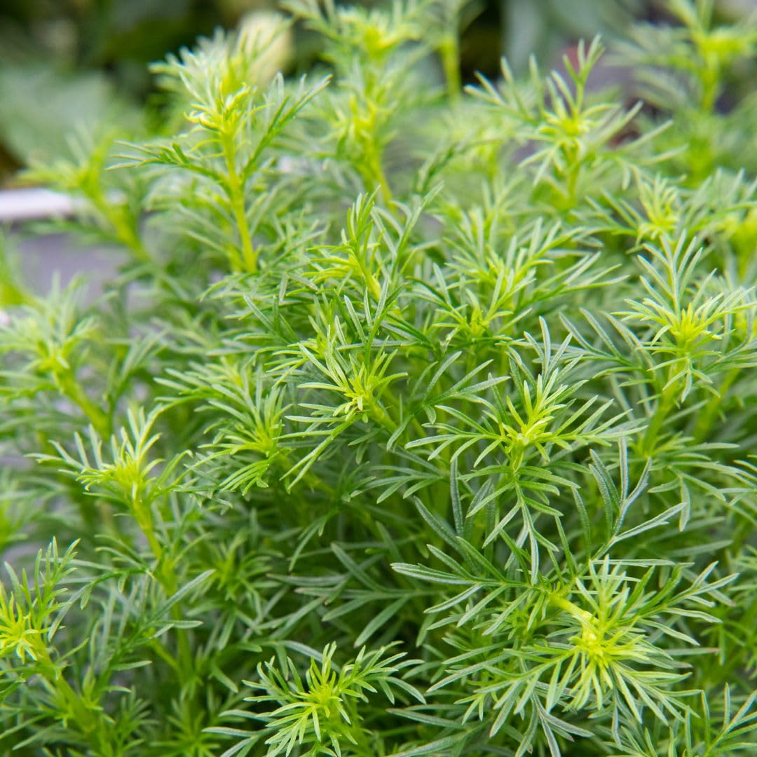 Tagetes ‘Dropshot’ – Unique Liquorice-Flavoured Herb | Aromatic Edible Foliage | Easy to Grow Annual | Culinary Herb for Pots, Borders & Chefs | Grow Your Own - 1x Packet 15 Seeds By T&M