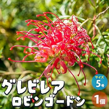 グレビレア ロビンゴードン　大株 71eAGmvH20L._AC_UF350,
