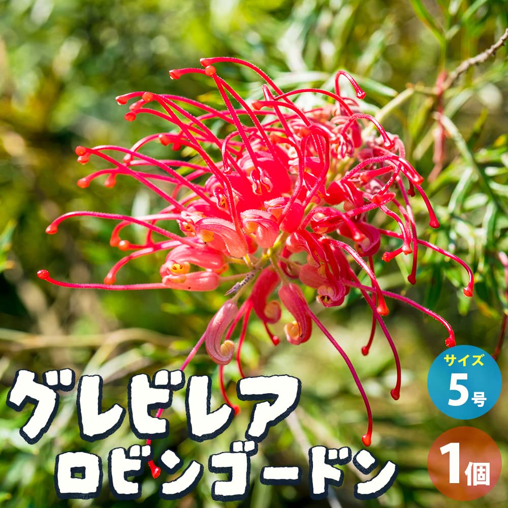 Amazon.co.jp: グレビレア・ロビンゴードン 5号ポット【品種で選べる