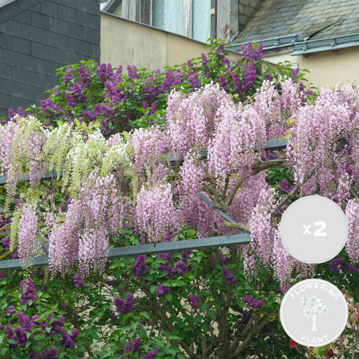 Bloomique Wisteria floribunda 'Rosea' Glycine rose Plantes grimpantes Hauteur 50-70 cm Pot 15 cm