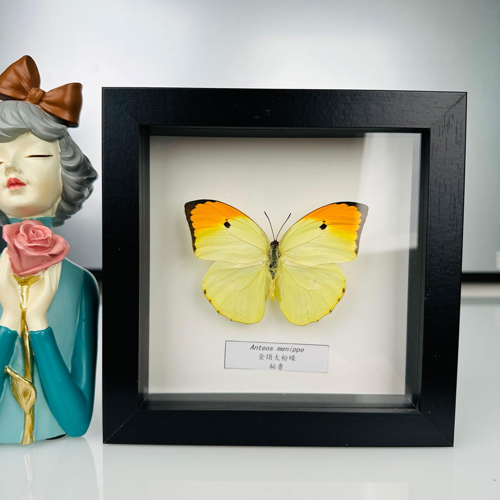 Taxidermy Mounted In Frame,Exquisite Butterflies Insect Specimen,Collection Of Butterfly,Unique Home Decor Wall Decoration Gift For Christmas Valentine Birthday,Real Butterfly Specimens17.6*17.6cm