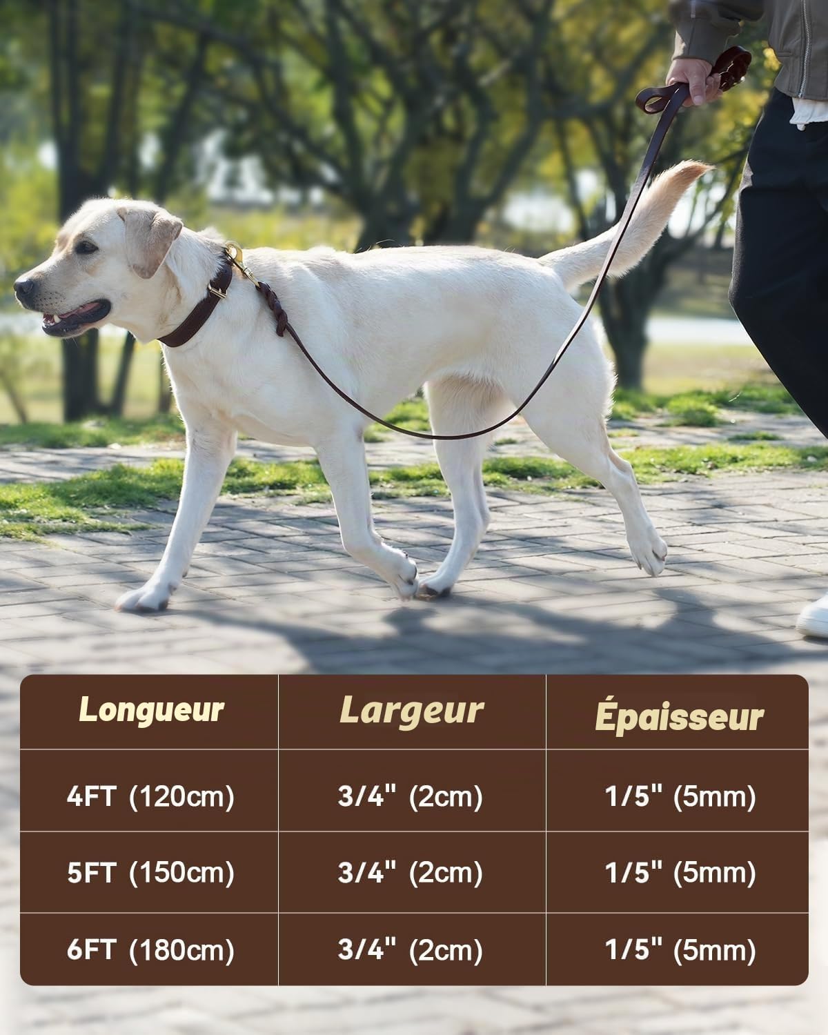 Joytale Laisse Chien Cuir, Laisse en Cuir Robuste pour Chien avec Crochet en Laiton, Douce Et Durable, Adaptée Aux Petits, Moyens Et Grands Chiens（Marron, 150cm×2cm）