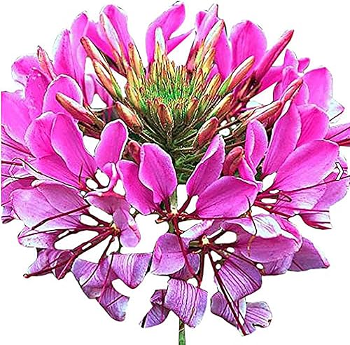 Miniatura 3 de Mauve Queen Cleome - Plantas araña - Flor de néctar para mariposas monarca - 1000 semillas