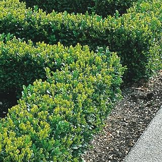 Box Hedging Plants 20-40cm Buxus Sempervirens Dense Evergreen Hedge Potted 100 Plants