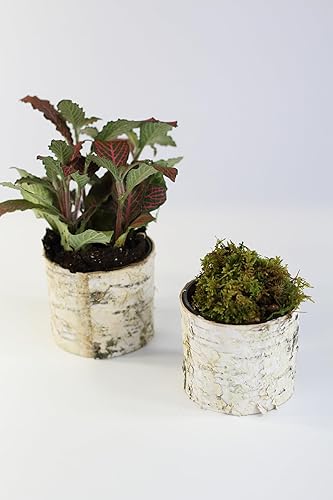 Miniatura 3 de Jarrón de cubierta de abedul y portavelas (6) Tamaño 3 14 pulgadas de alto x 3 pulgadas de ancho