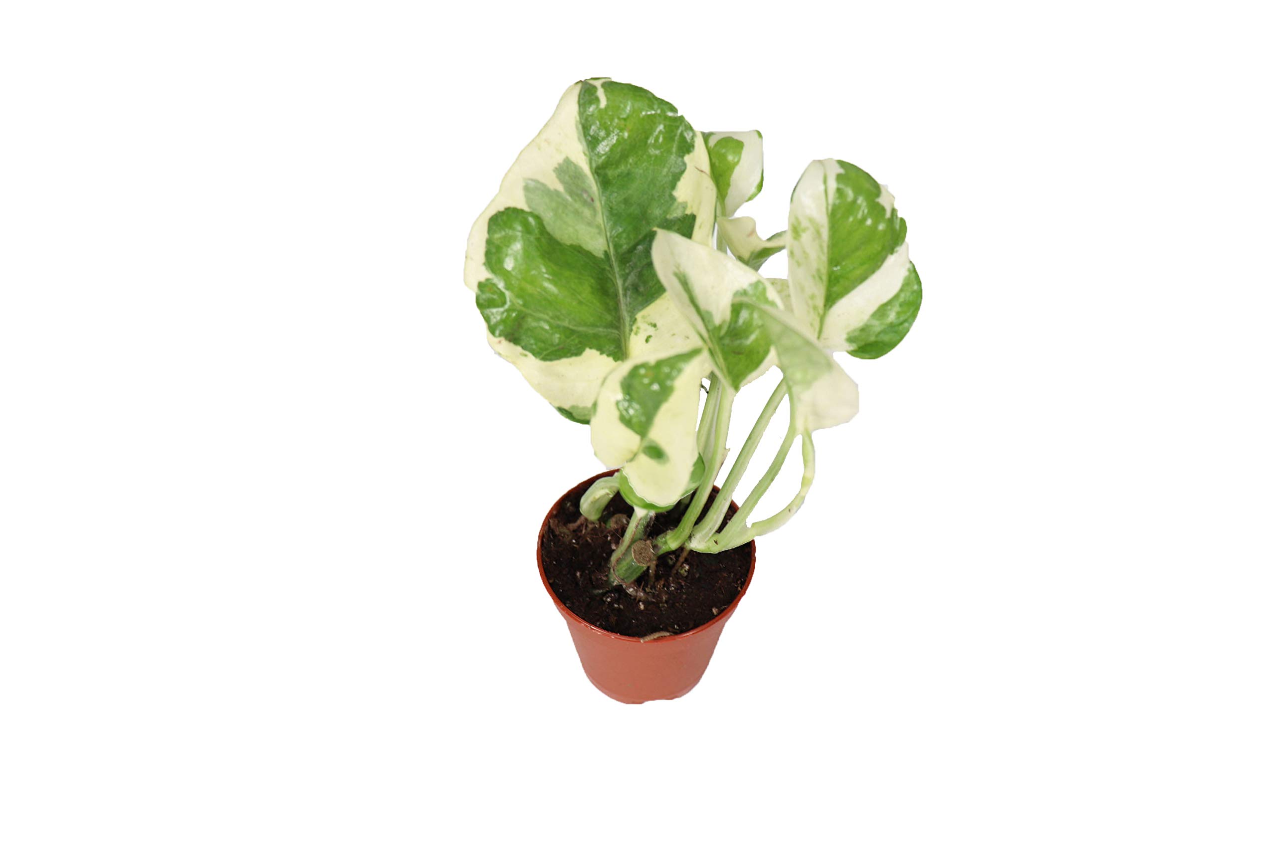 Pothos N Joy - 2.5 Growers pot Live Plant