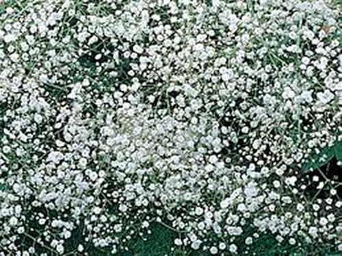 Baby's Breath - Más de 100 semillas recién cosechadas, hermosas flores como la nieve