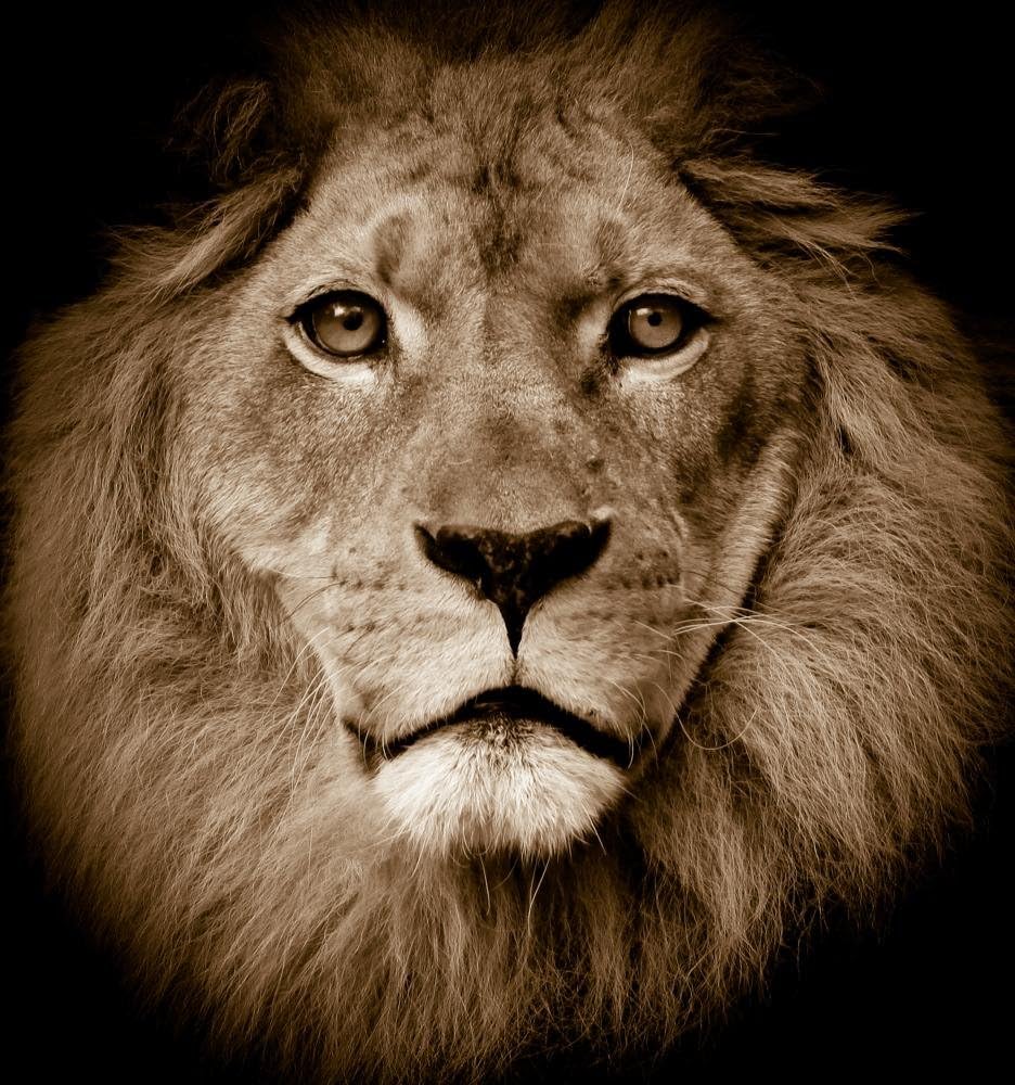 Wallmonkeys FOT-25397266-24 WM194186 Lion Portrait Peel and Stick Wall Decals, 24" H x 22" W-Medium