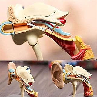 Study Model Educational Model Ear Anatomical Model, Human Anatomy Science Ear Models Detachable Parts 22 for The Medical Education Teaching Model S,Medical Models SaiFei
